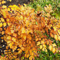 Koelreuteria paniculata 